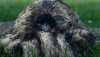 �Heartbreaking� story behind photo of emu