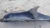 ������� �� \'����\' � Dolphin